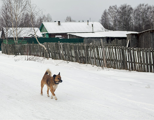 Ново-Талицы получат 17 миллионов за отлов собак