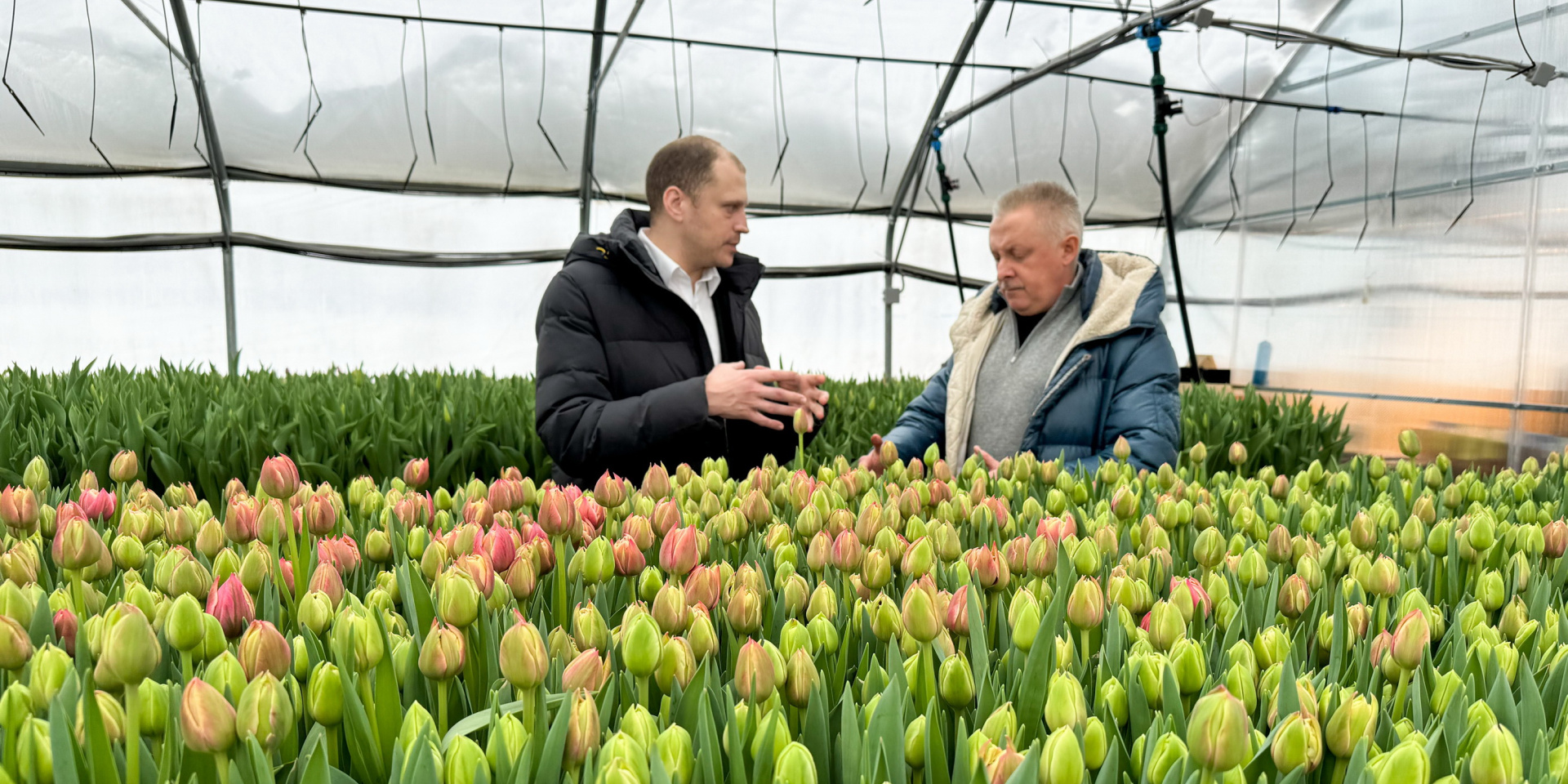 Ивановские фермеры вырастили к 8 марта 360 тысяч тюльпанов