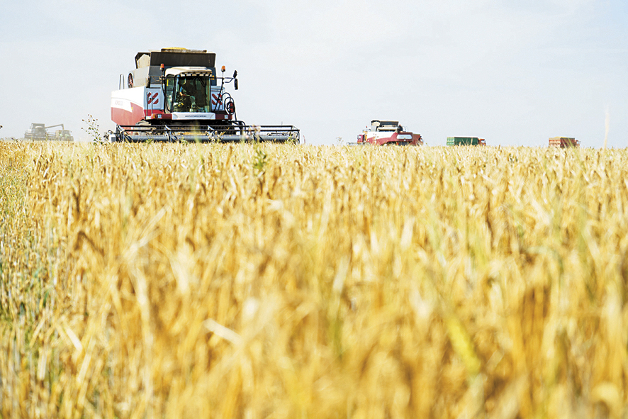 На бывших полях в Ивановской области вновь растут пшеница и овес