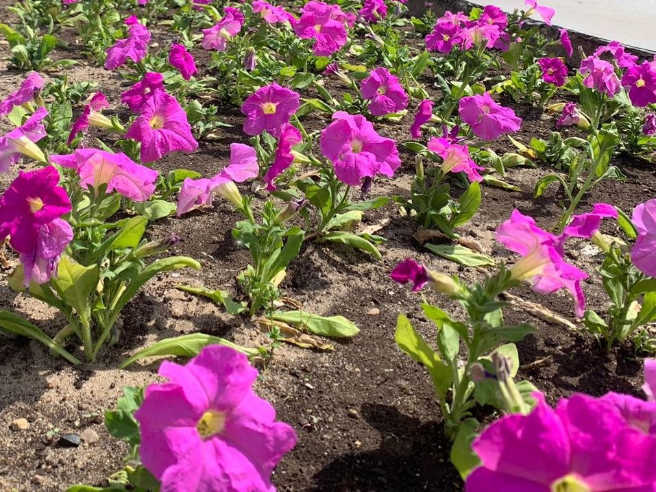 В Иванове тюльпаны в клумбах сменят бархатцы и петунии