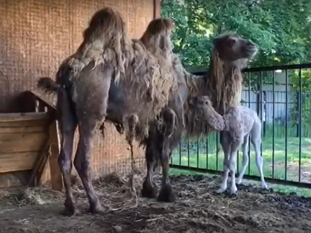 В ивановском зоопарке родился верблюжонок 
